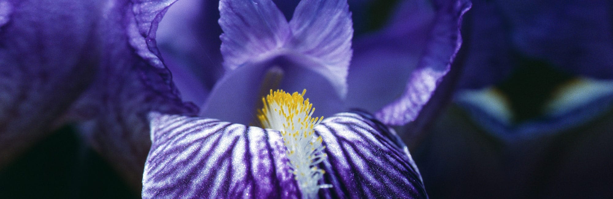 01-Schwertlilie-blau-Blume-Naturheilpraxis-Margret-Madejsky-Muenchen