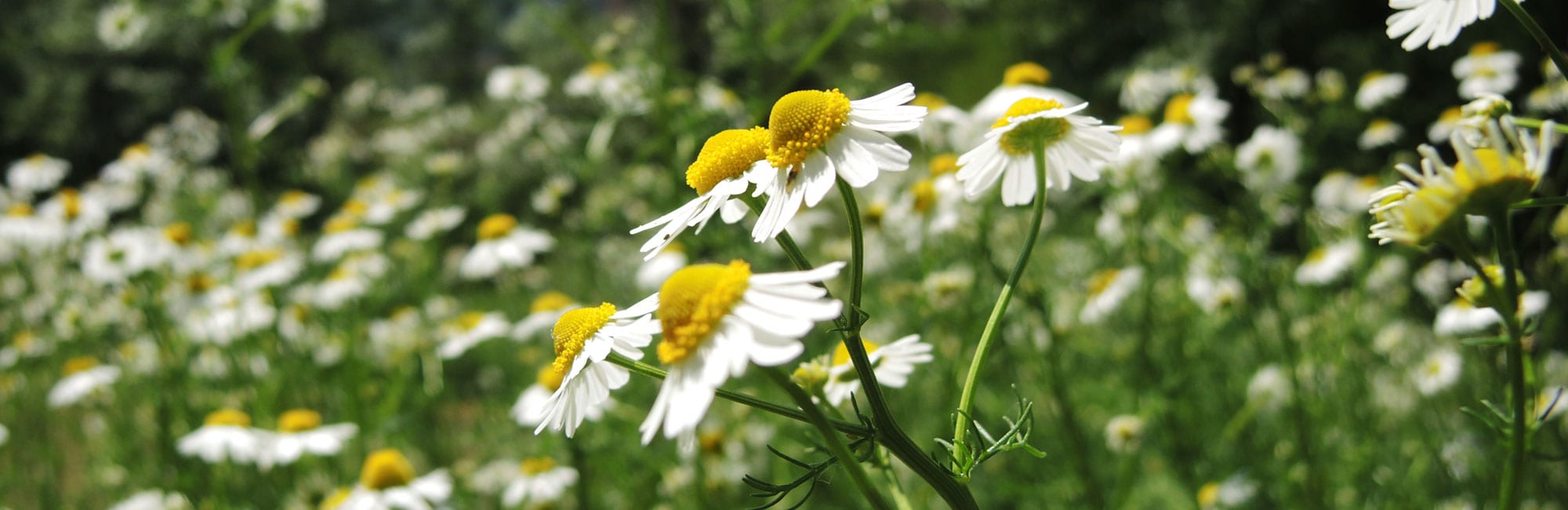 02-Blumen-Naturheilpraxis-Margret-Madejsky-Muenchen