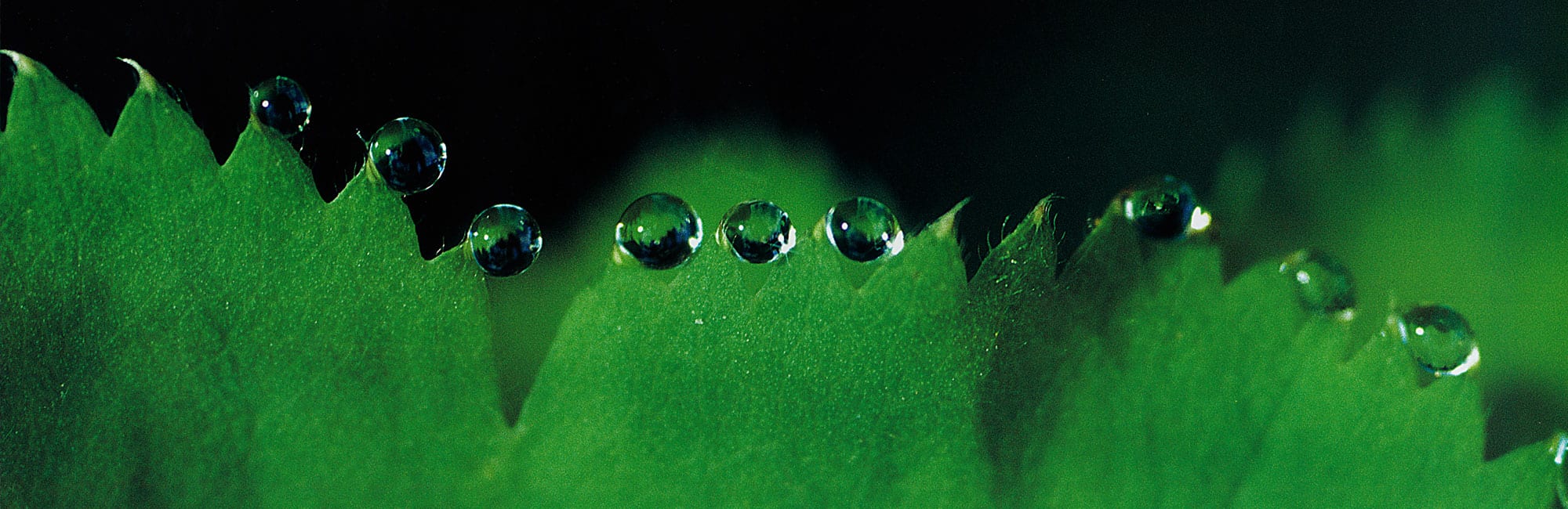 05-Natur-Tautropfen-Frauenmantel-Rouka-Naturheilpraxis-Margret-Madejsky-Muenchen