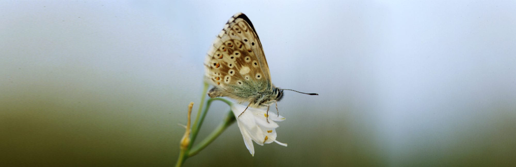 06-Schmetterling-Naturheilpraxis-Margret-Madejsky-Muenchen